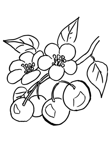 371x480 Branch Of Cherry Tree Coloring Page Free Printable Coloring Pages