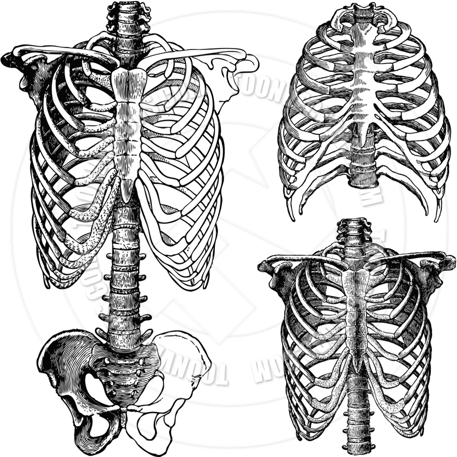 940x940 Vector Chest Skeleton Drawings Bones Skeleton