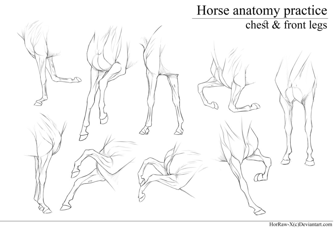 1083x738 Chest And Front Legs Anatomy Practice By Horraw X