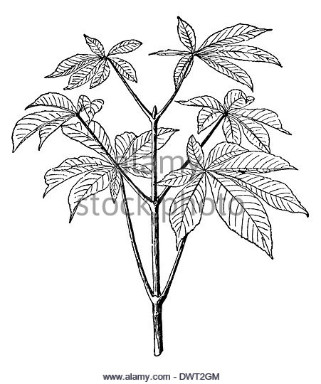 451x540 Chestnut Leaf Drawing Cut Out Stock Images Amp Pictures