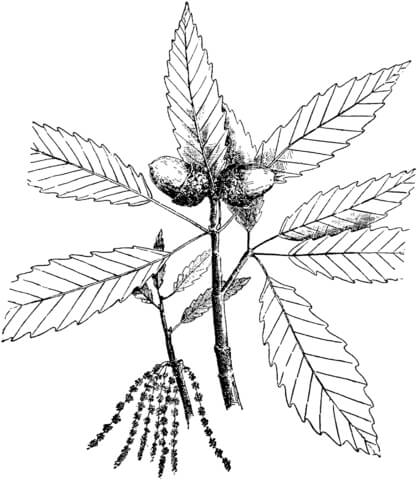 417x480 Chestnut Tree Coloring Page Free Printable Coloring Pages