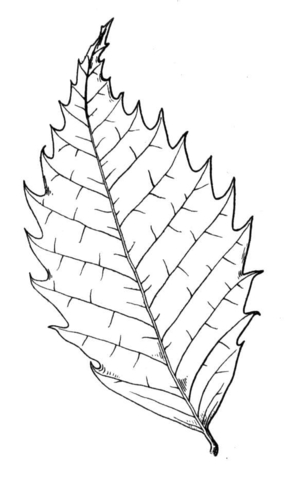 285x480 Chestnut Tree Leaf Coloring Page Free Printable Coloring Pages