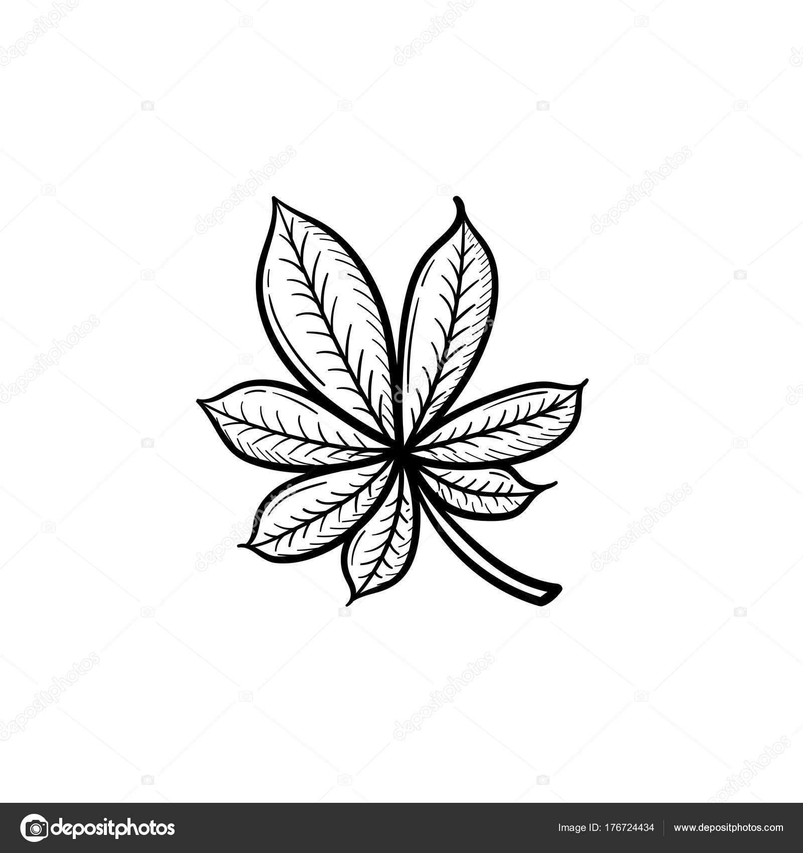 1600x1700 Chestnut Leaf Hand Drawn Sketch Icon. Stock Vector Rastudio