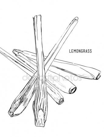 342x450 Chestnut. Vector Drawing Stock Vector Marinka