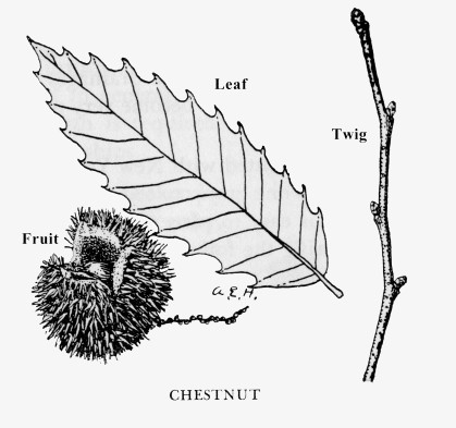 419x393 American Chestnut