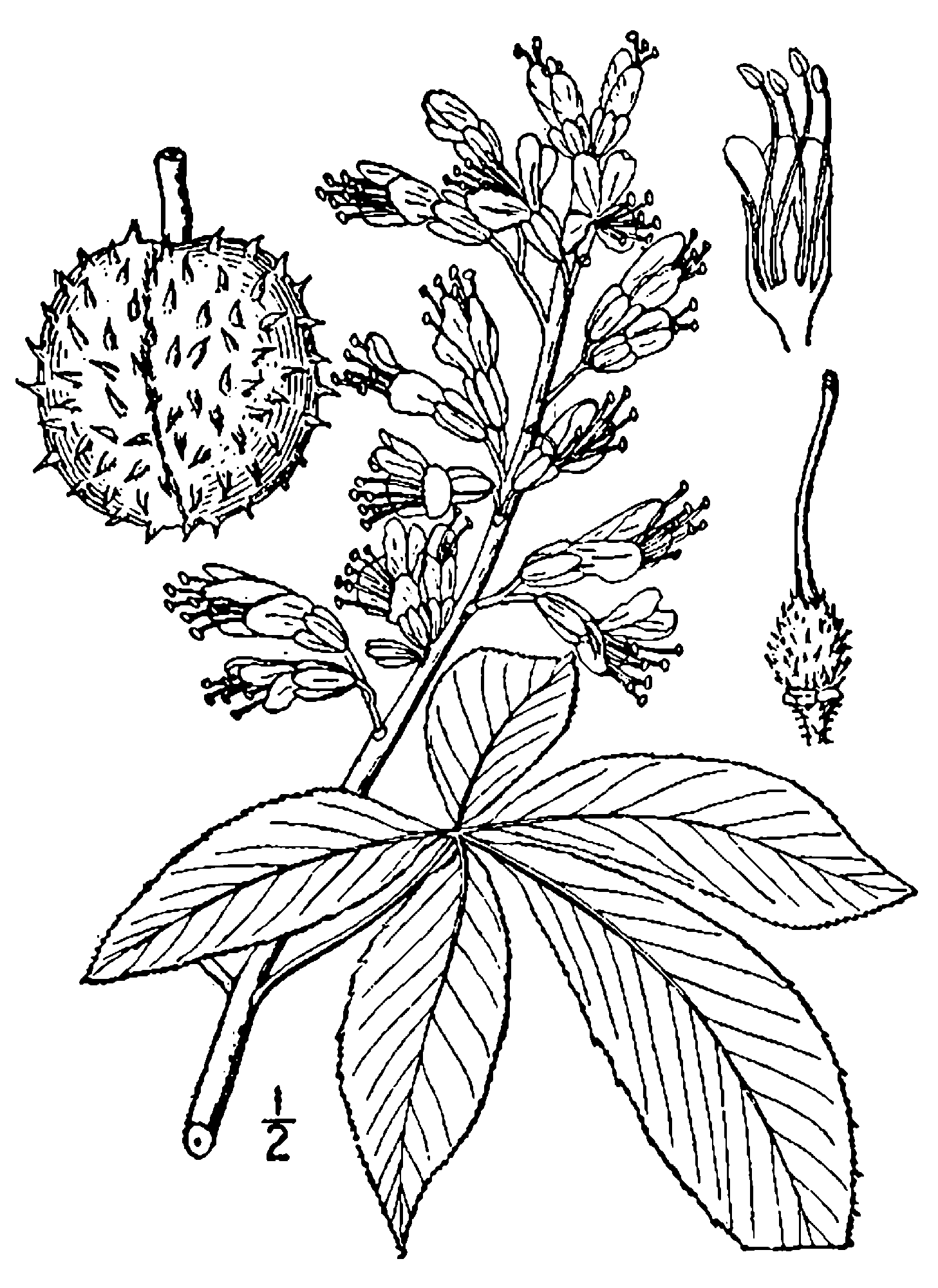 1457x2000 Fileaesculus Glabra Drawing.png