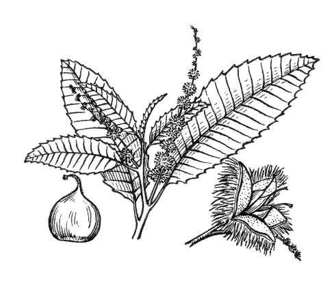 488x413 Filechestnut 001.jpg