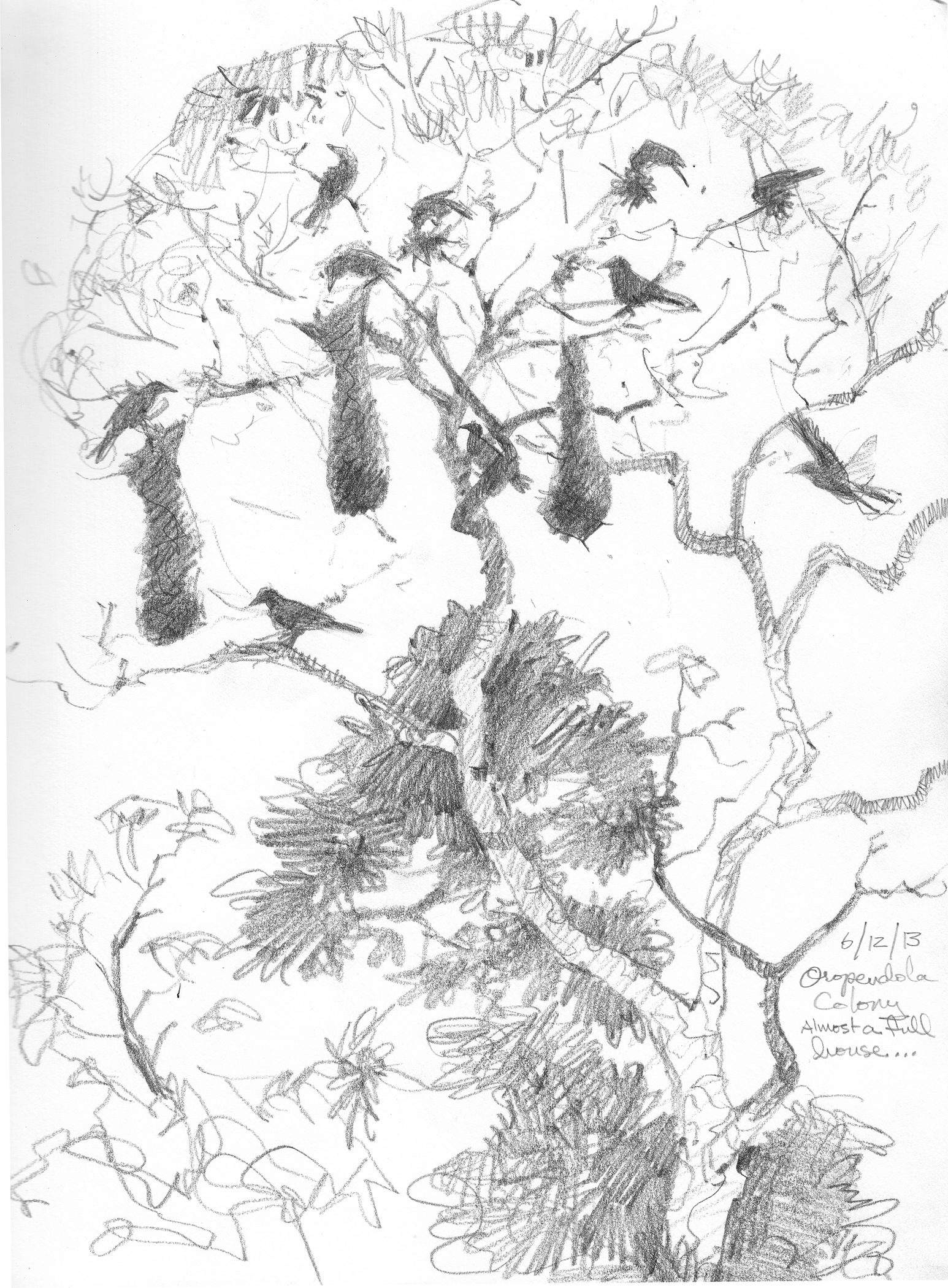 1546x2100 Friday Feathers Or Figures Feathers. Drawing The Motmot