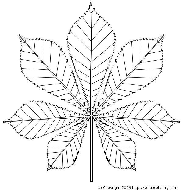 600x630 Horse Chestnut Leaf Templates Leaves, Horse