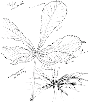 346x400 Just Around The Corner August 2009