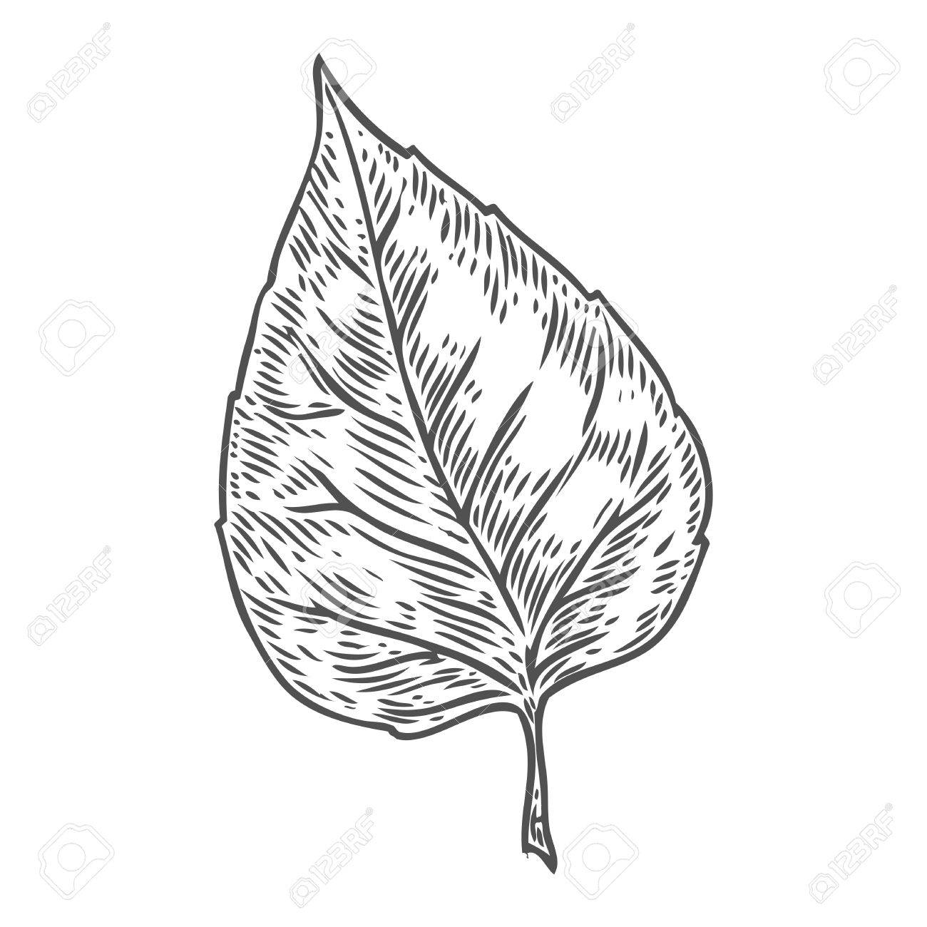 1300x1300 Vector Autumn Hand Drawn Leaf. Isolated Vector Engraved Objects