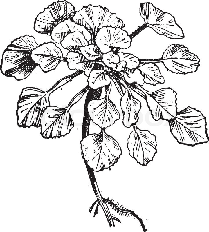 720x800 Water Chestnut Or Trapa Natans, Vintage Engraved Illustration