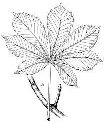 209x241 Chestnut Leaves Drawing