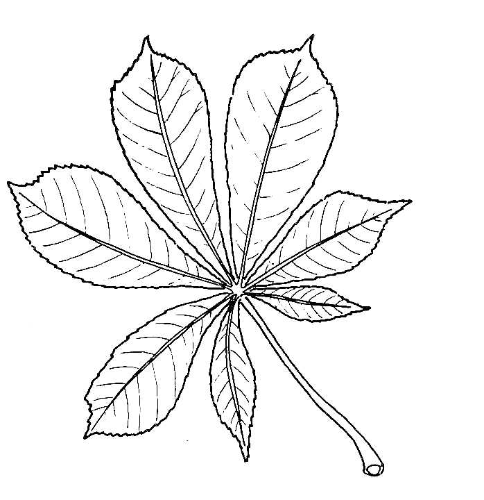 698x720 Biological Drawing Of Horse Chestnut Leaf Resources For Biology