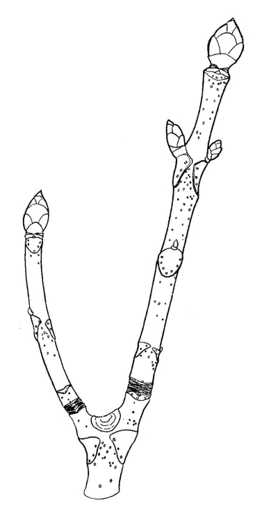 377x730 Biological Drawing Of Horse Chestnut Twig Resources For Biology