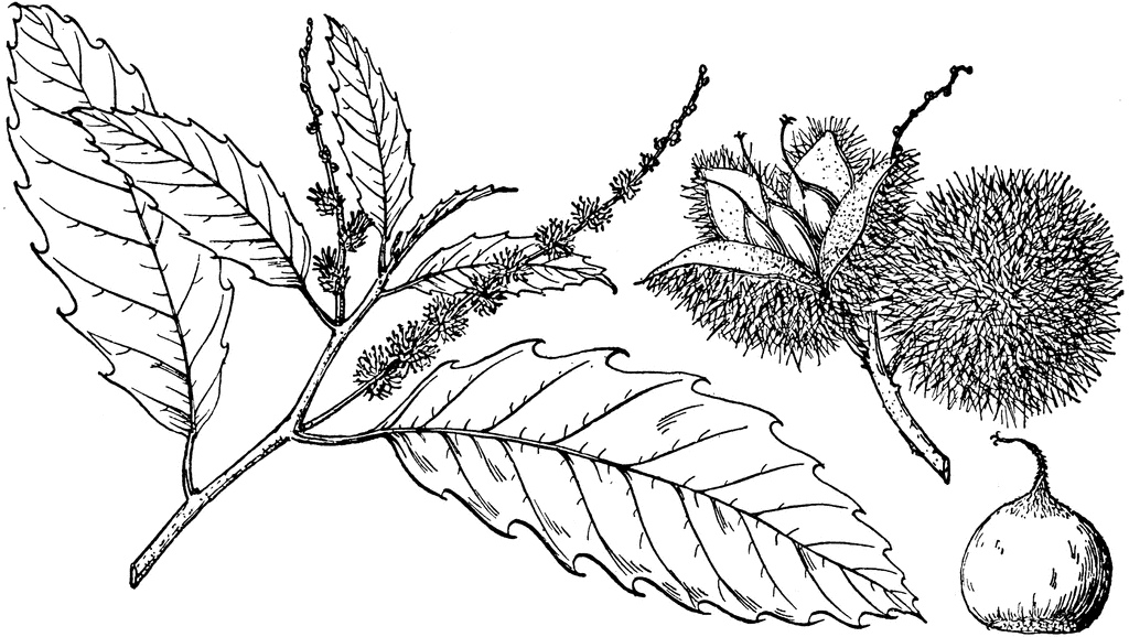1024x578 Branch Of American Chestnut Clipart Etc