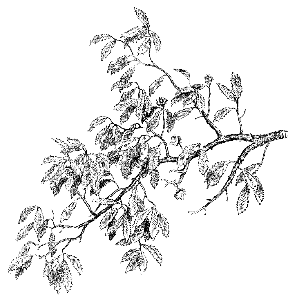 1024x1024 Chestnut Branch 1283n