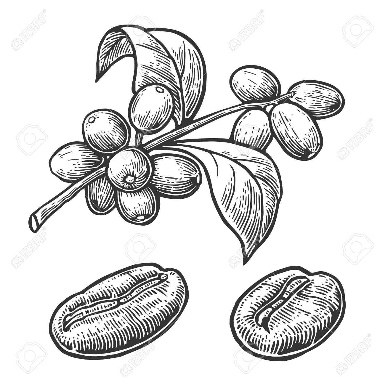 1300x1300 Coffee Bean, Branch With Leaf And Berry. Hand Drawn Vector Vintage