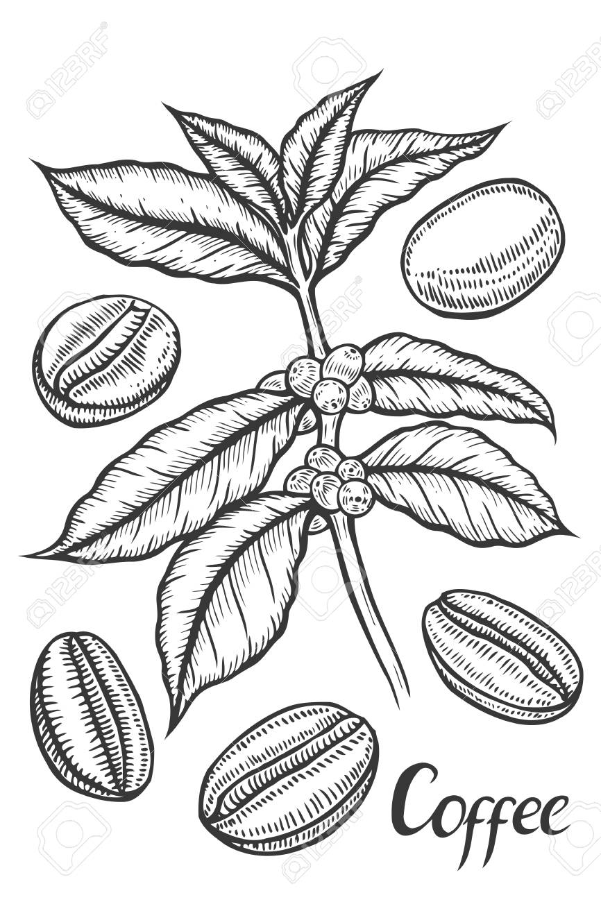 866x1300 Hand Drawn Sketch Of Coffee Plant Branch With Leaf, Berry, Coffee
