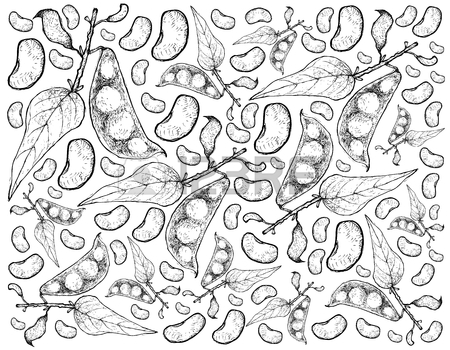 450x350 Vegetable, Illustration Of Hand Drawn Sketch Fresh Fava Bean