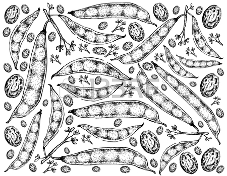 450x350 Vegetable, Illustration Of Hand Drawn Sketch Fresh Mung Bean