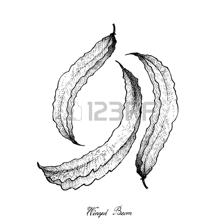 450x450 Vegetable, Illustration Of Hand Drawn Sketch Fresh Winged Bean