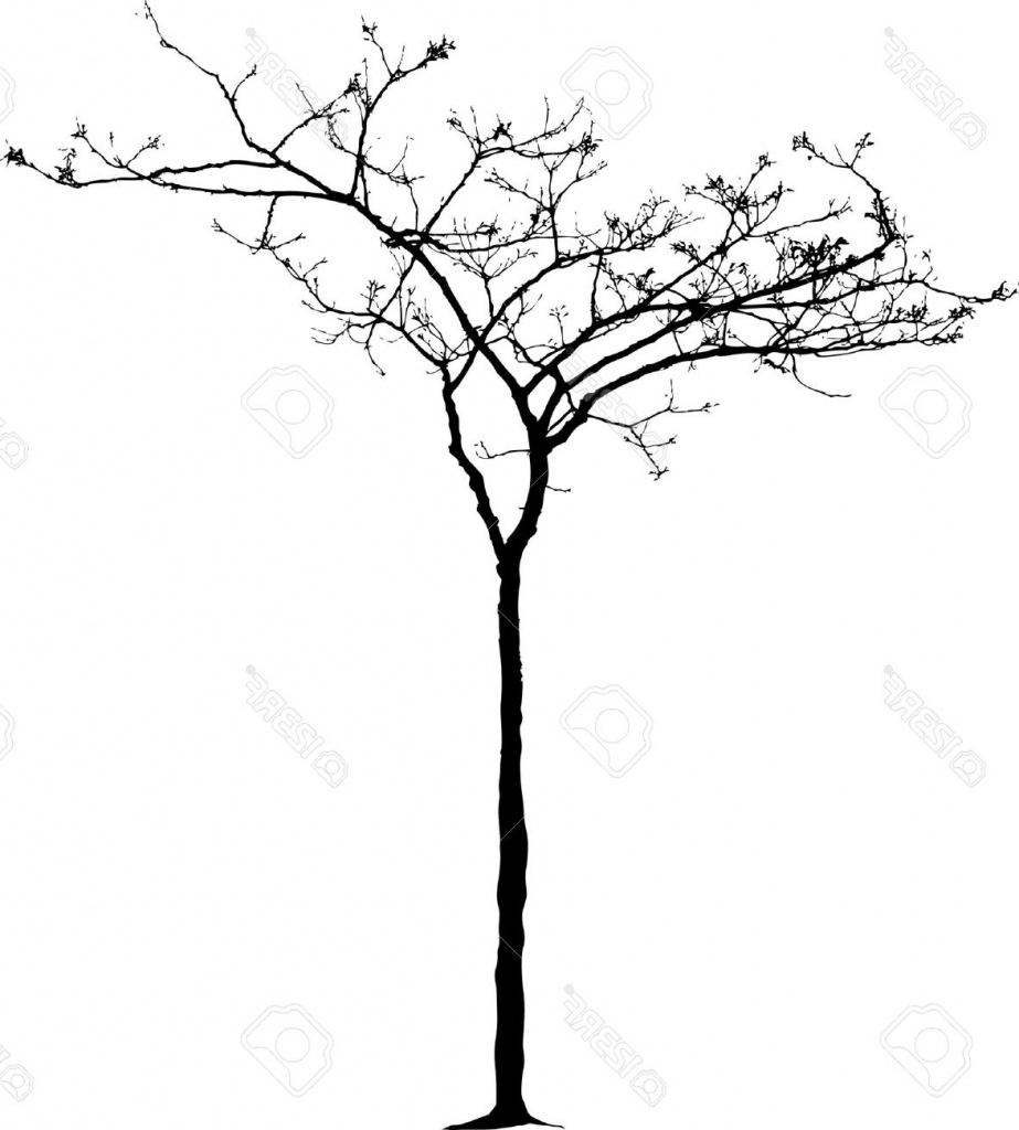 923x1024 Tree Small Drawing