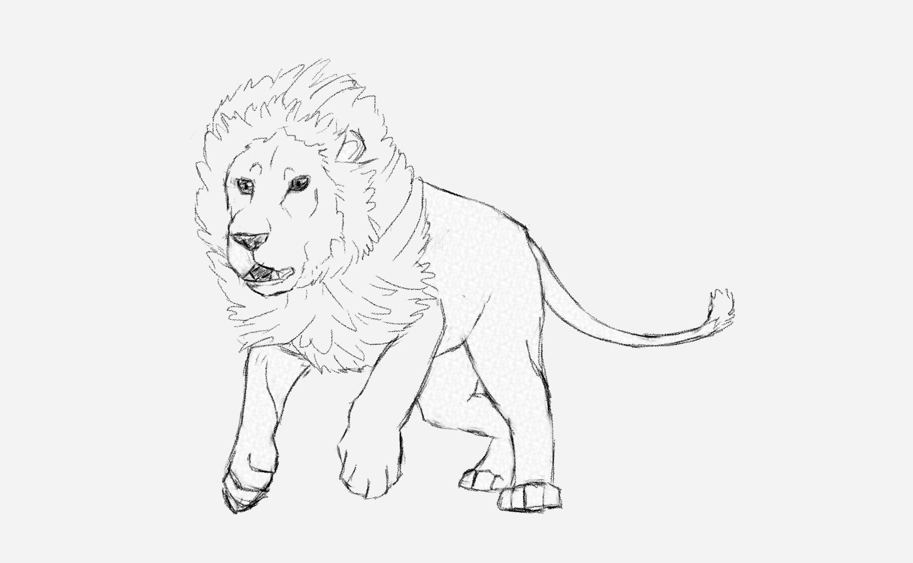 1818x1122 A Drawing Of A Lion How To Draw A Lion