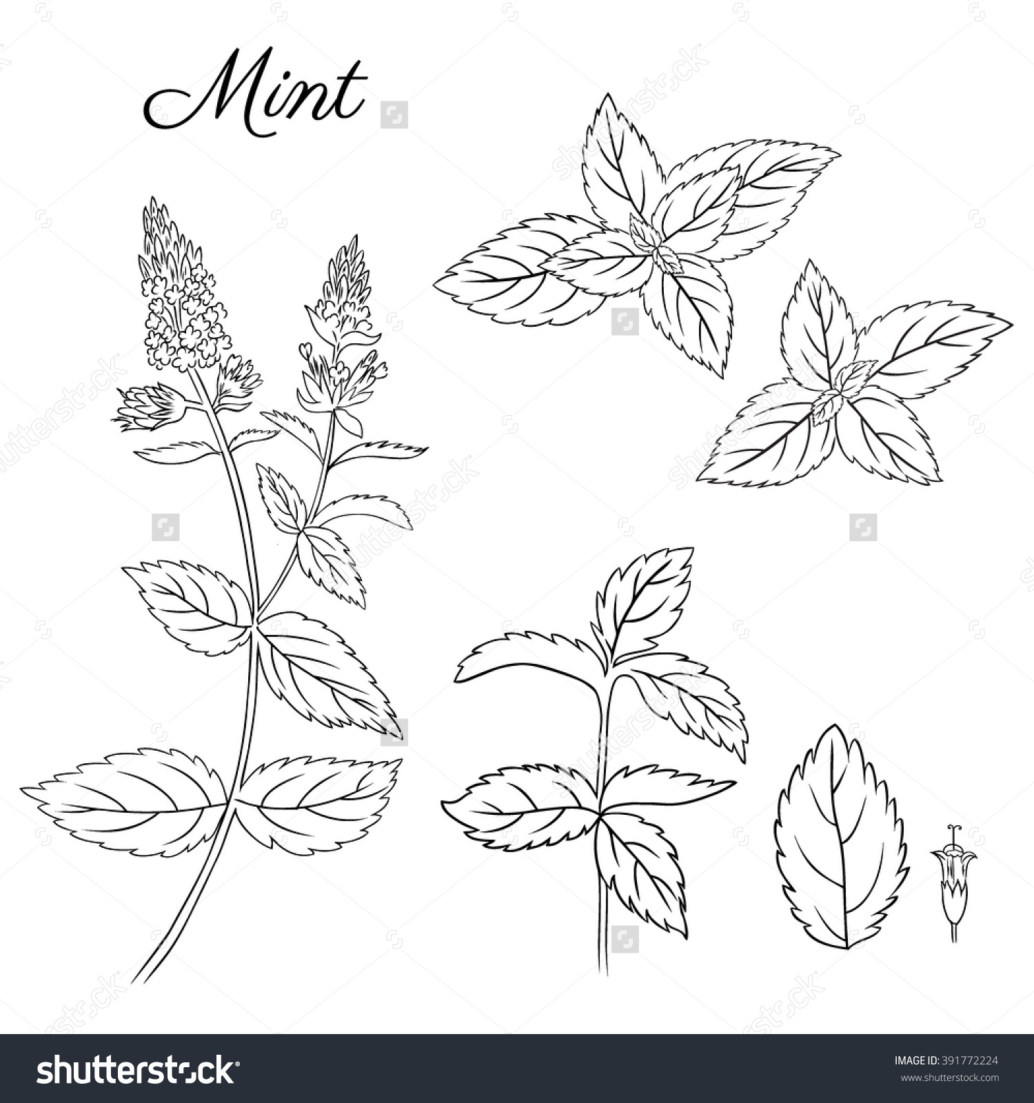 1500x1600 Image Result For Mint Plant Line Drawing Pretty In Ink