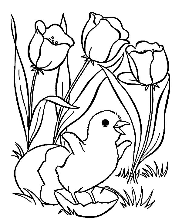 600x734 Cute Little Chick And Flower Spring Animal Coloring Pages For Tiny