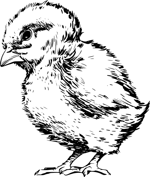 504x595 Baby Chick Drawing Clip Art