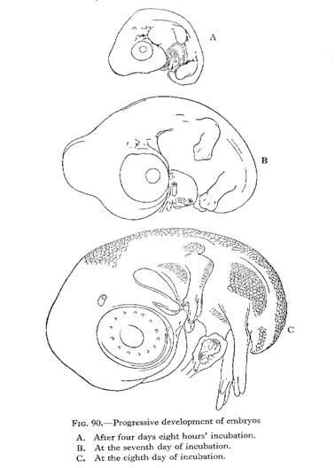 378x528 Drawn Chick Three