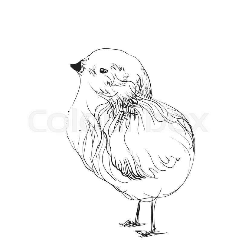 800x800 Hand Drawn Pencil Graphics, Chicken, Chick Sketching Stock