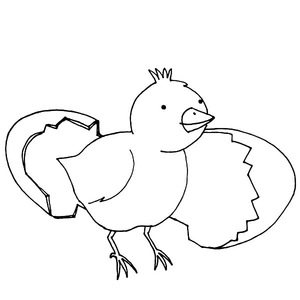 600x600 Hatching Chick Coloring Pages For Kids Best Place To Color