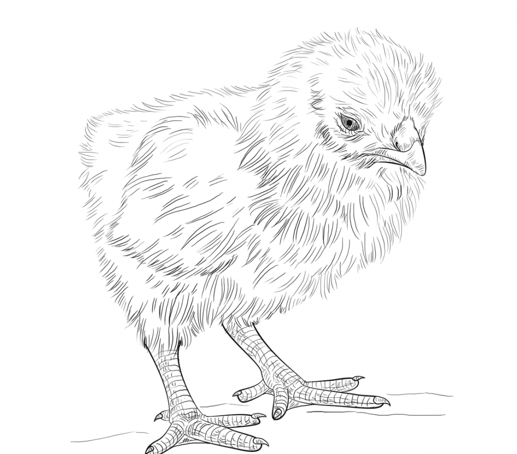1024x900 Little Baby Chick And Hen Farm Animal Coloring Pages Printable