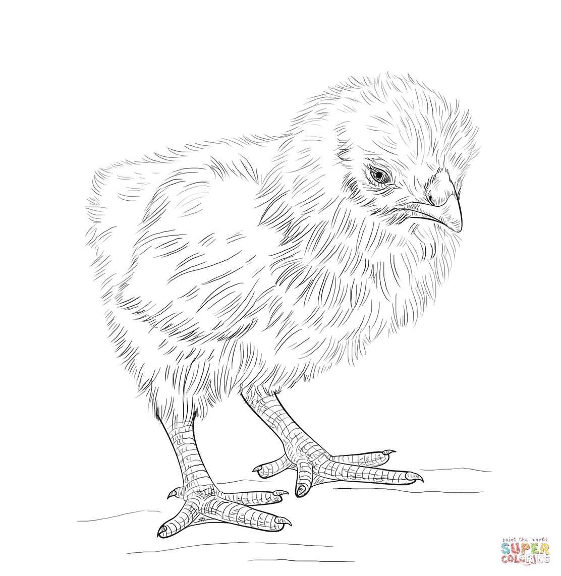 1112x1142 Baby Chick Coloring Page Free Printable Coloring Pages
