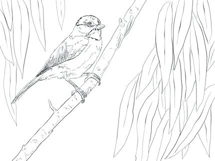 430x323 Chickadee Coloring Page Click To See Printable Version