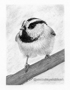 234x300 Chickadee Drawings