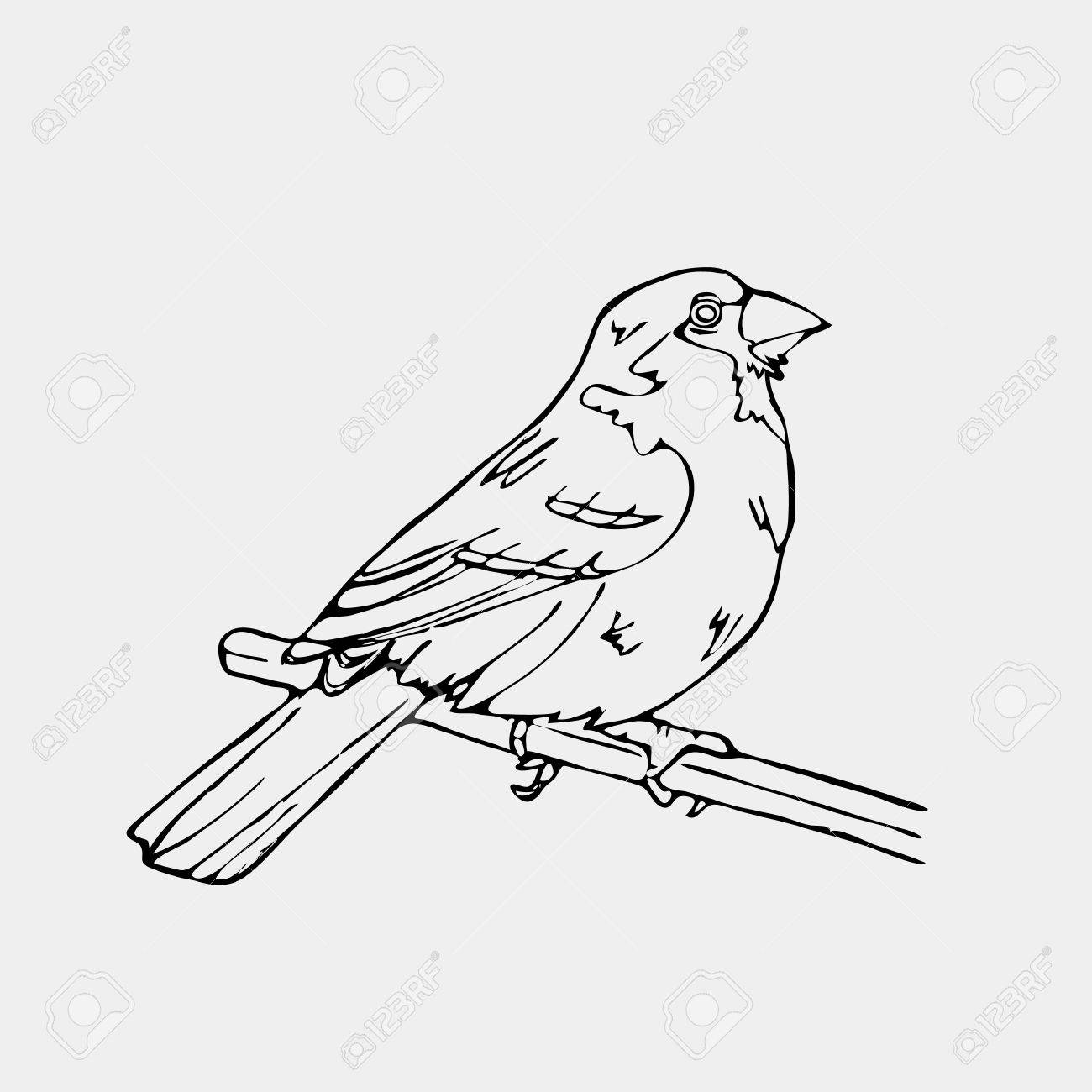 1300x1300 Hand Drawn Pencil Graphics, Bird, Lark, Oriole, Chickadee, Sparrow