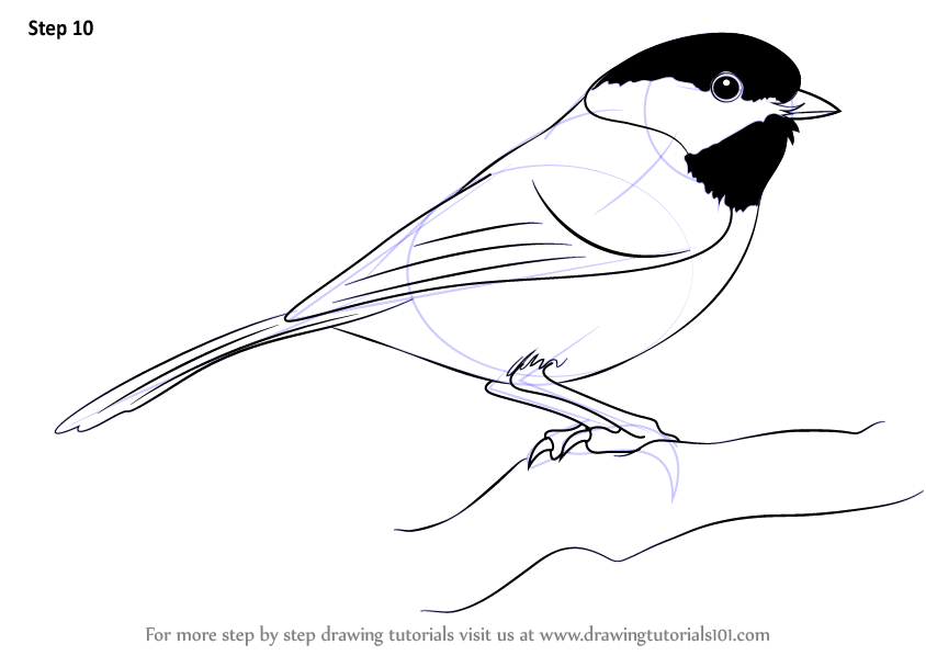 844x598 Learn How To Draw A Black Capped Chickadee (Birds) Step By Step