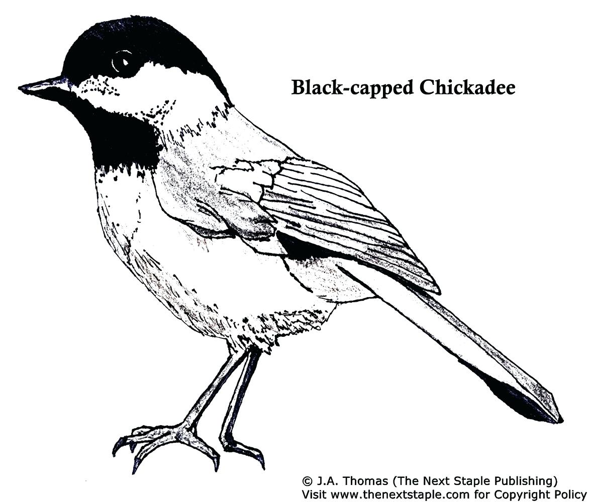 1172x1000 Coloring Chickadee Coloring Page Bird Drawing Step By Black