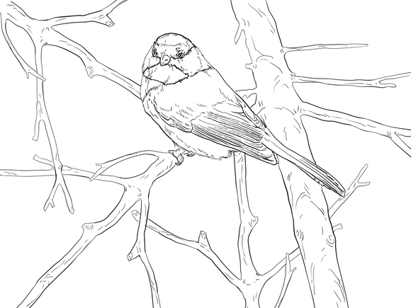 580x435 Black Capped Chickadee Songbird Coloring Page Templates Animals