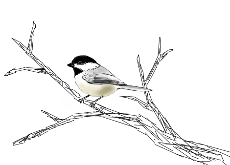 470x338 Black Capped Chickadee By Blahblah1493 1 (Animals Drawing)