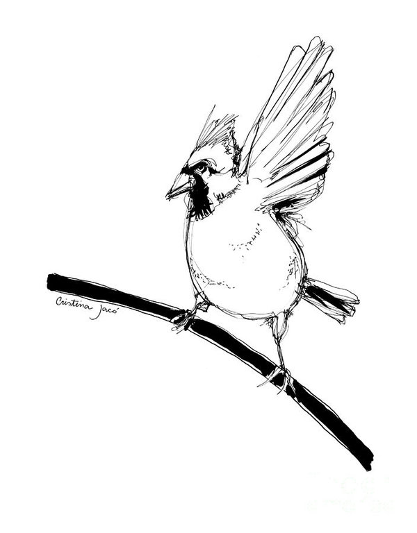 600x768 Cardinal Bird Drawings
