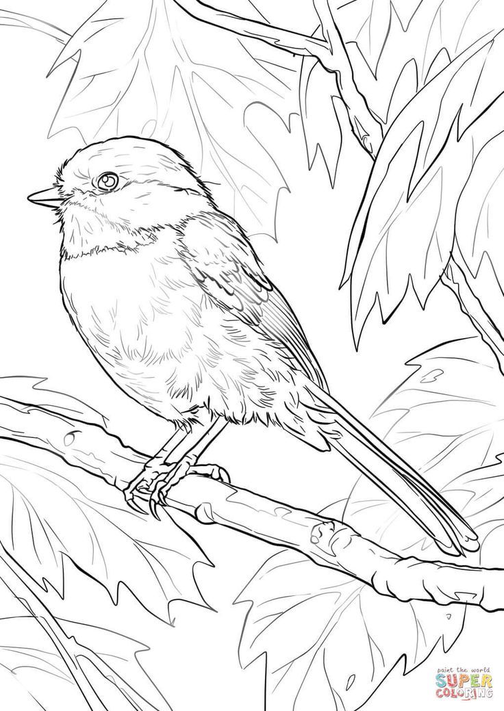 736x1039 Black Capped Chickadee Coloring Page Free Printable Coloring