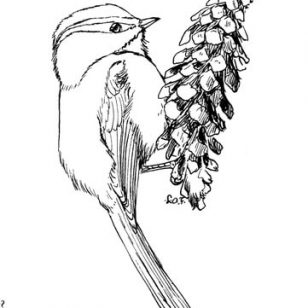 308x308 Download For Free Chickadee Coloring Pages
