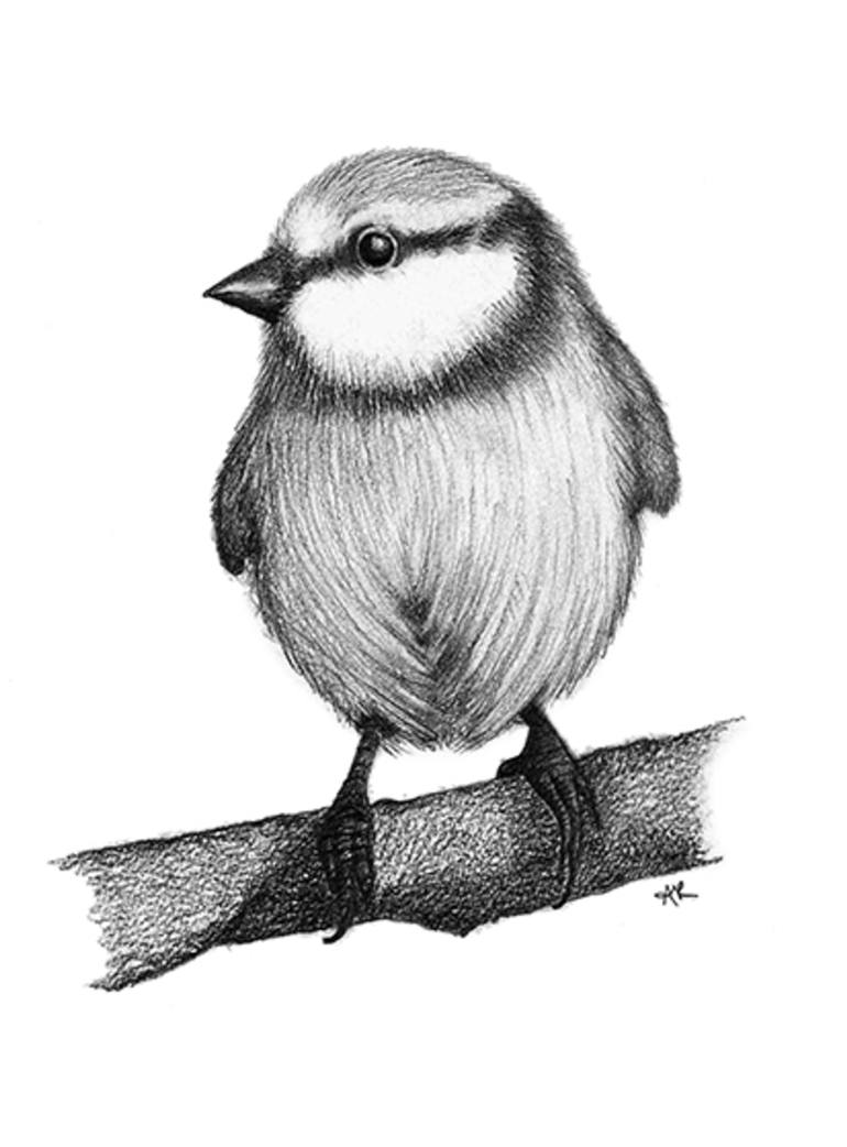 Chickadee Line Drawing at GetDrawings | Free download