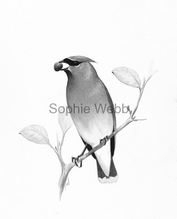 620x768 Ink Wash Paintings