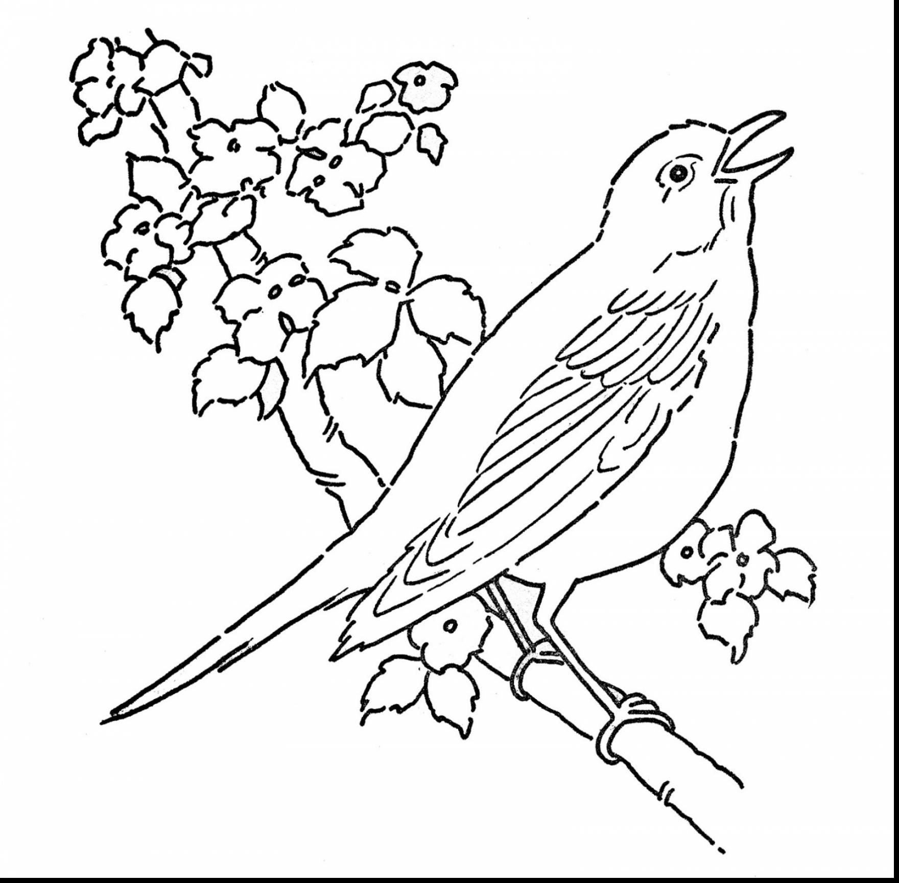 1760x1728 Robin Bird Coloring Sheet Blue Bird Coloring Sheet