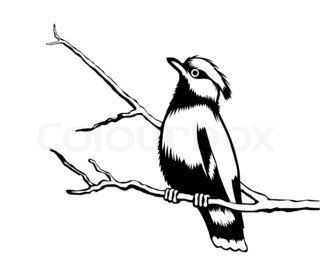 320x272 Starling On Birch Drawing Stock Photo Colourbox
